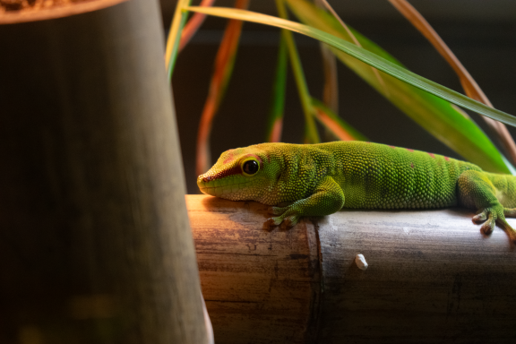 Green lizard resting on a bamboo branch, surrounded by greenery.