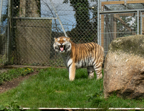A tiger with orange and black stripes standing on grass near a large rock.